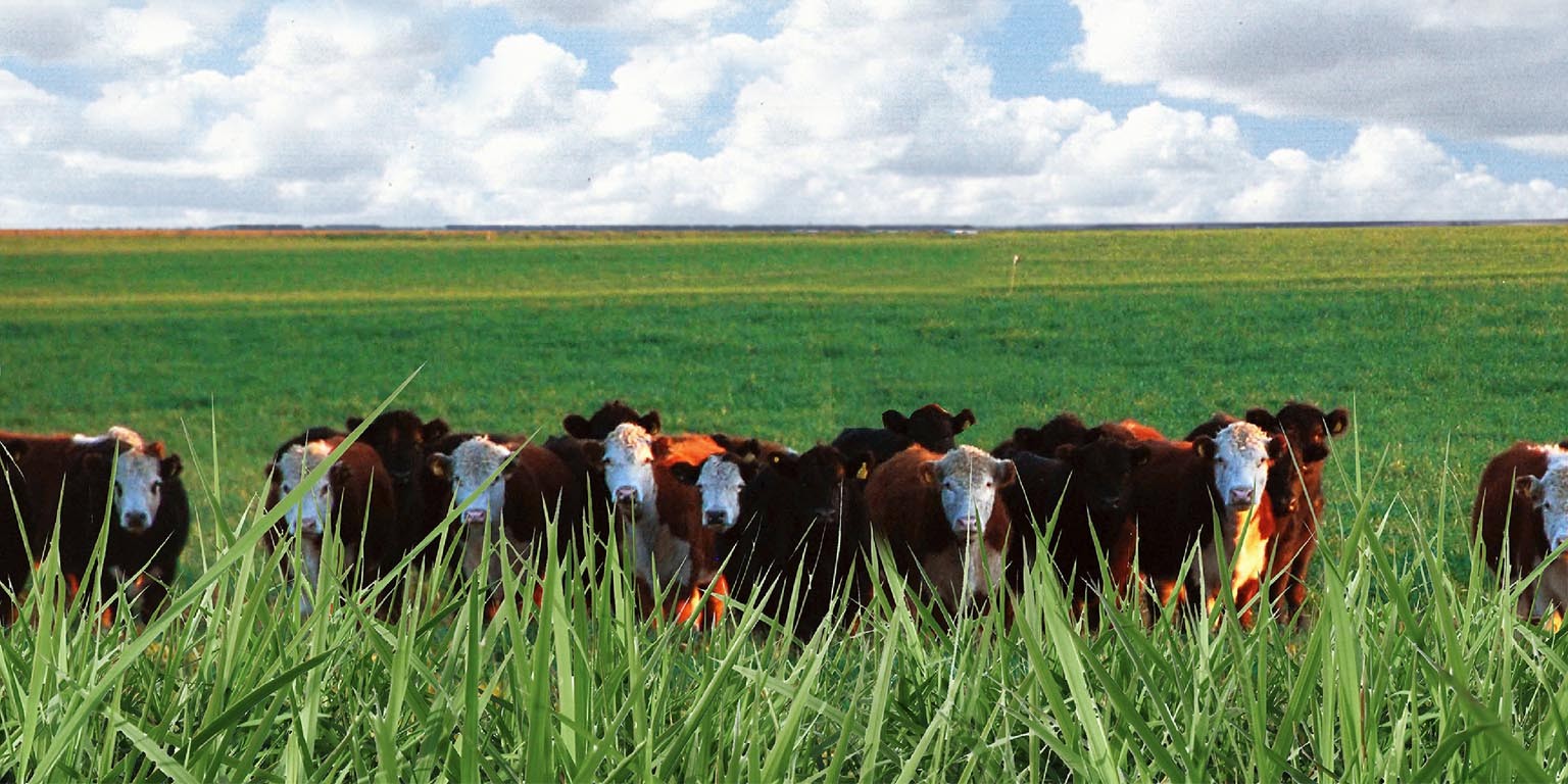sheep food suppliers